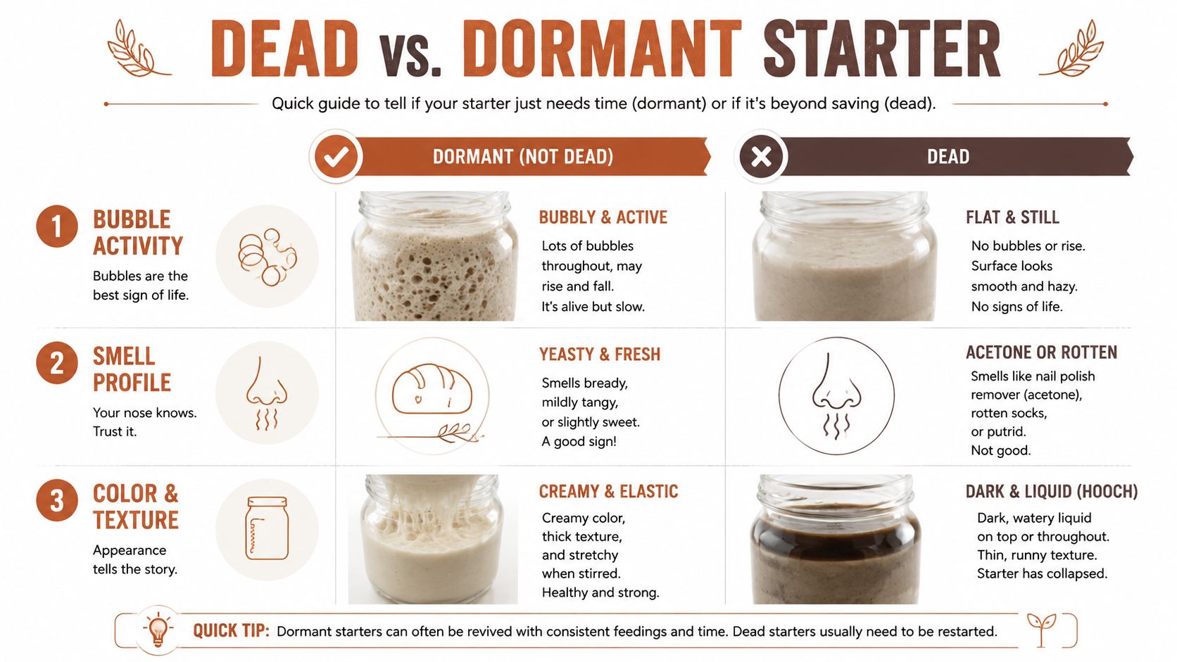A comparison chart showing how to identify if a sourdough starter is dormant or dead.