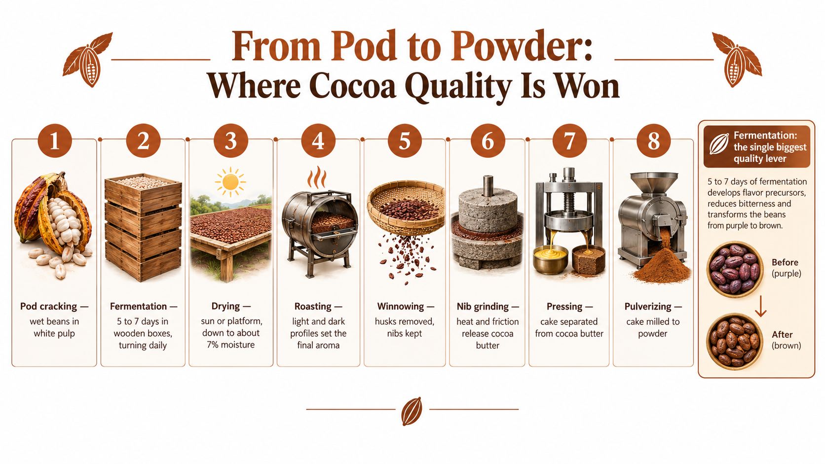 An infographic showing the step-by-step industrial process of transforming cocoa pods into fine cocoa powder.