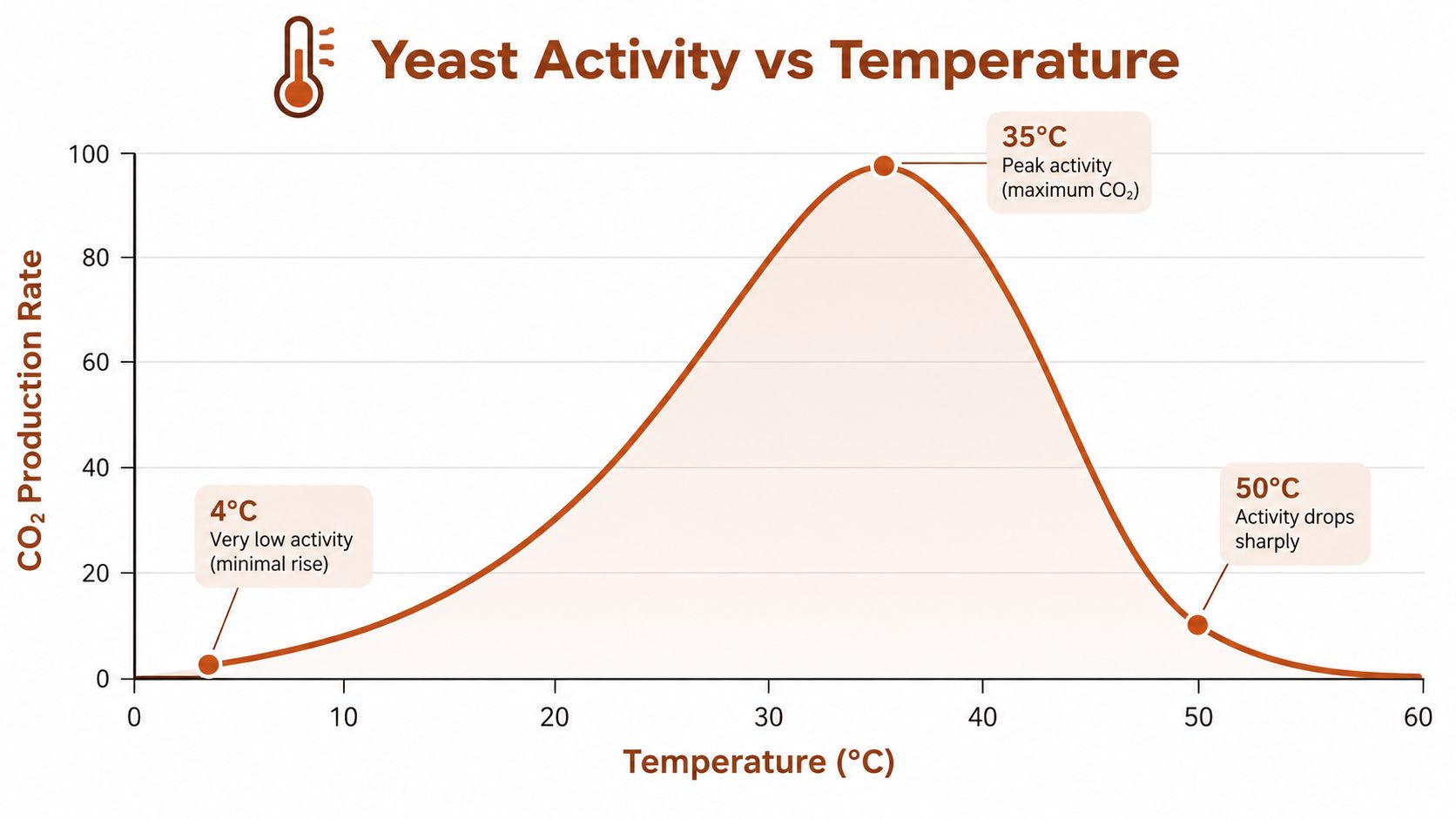 A line graph showing the relationship between yeast activity and temperature, peaking at 35 degrees Celsius.