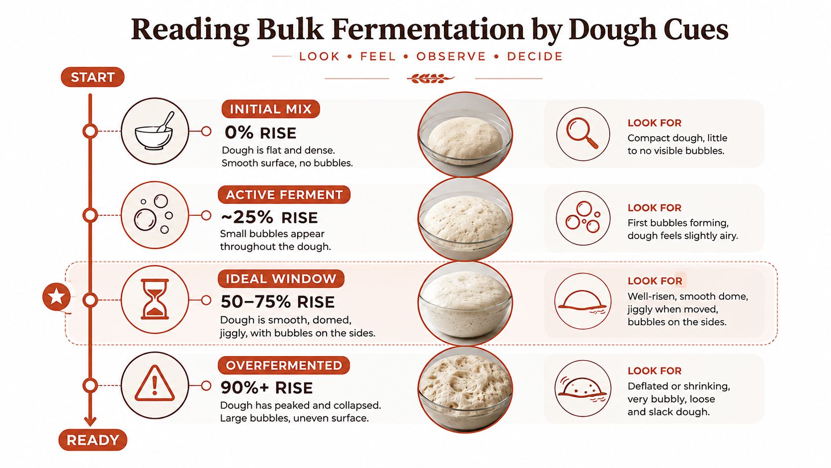 A visual guide explaining bulk fermentation stages for sourdough bread by looking at dough rise and texture.