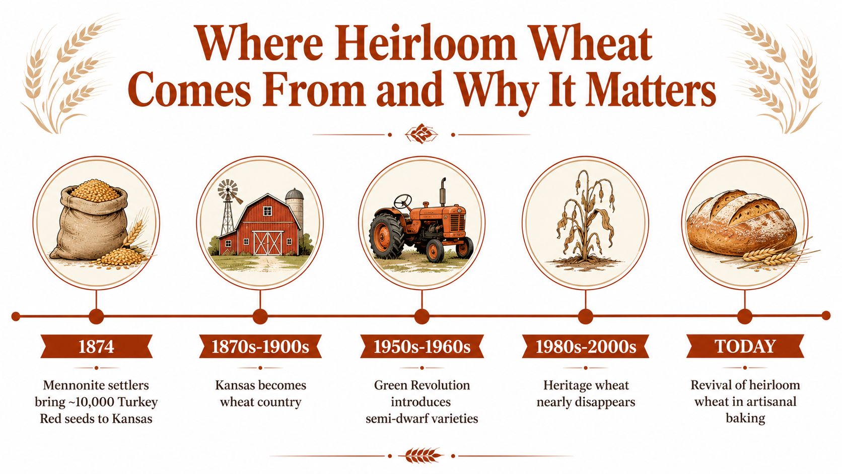 A timeline graphic illustrating the history of heirloom wheat from Mennonite settlers to modern artisanal baking.