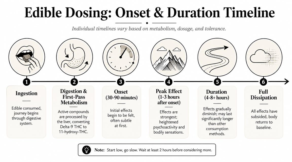 A timeline graphic illustrating the six stages of cannabis edible digestion, from initial ingestion to full dissipation.