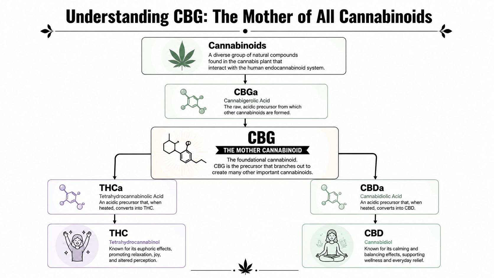 A diagram illustrating how CBG acts as the precursor to other cannabinoids like THC and CBD.