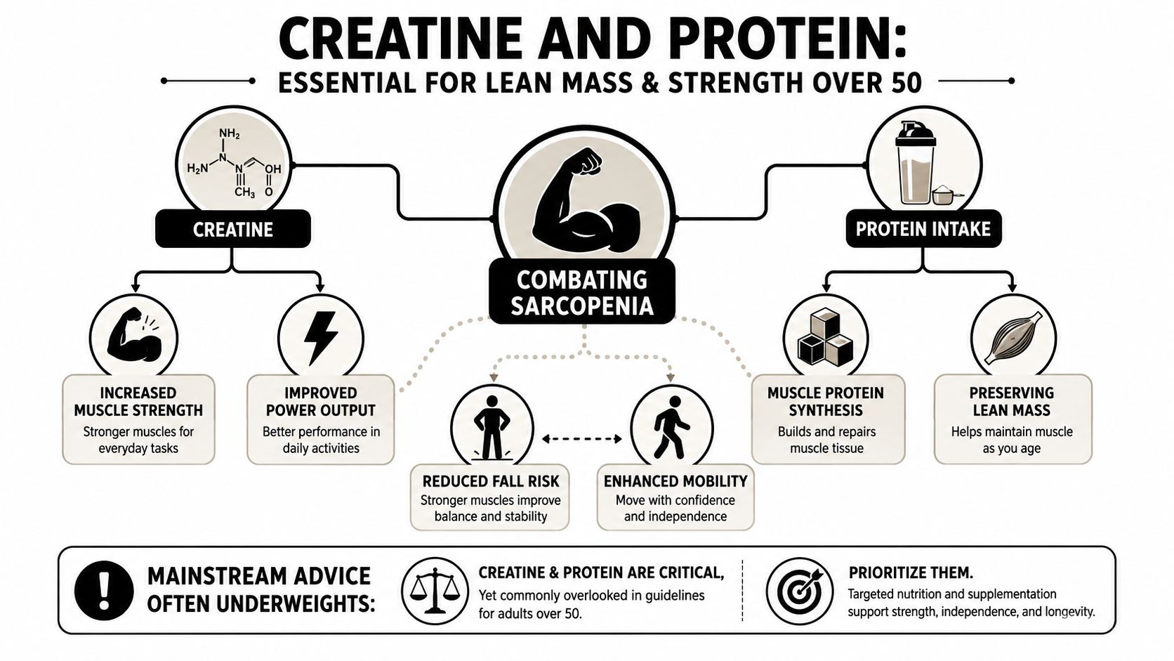An infographic showing how creatine and protein help combat sarcopenia to build strength for adults over 50.