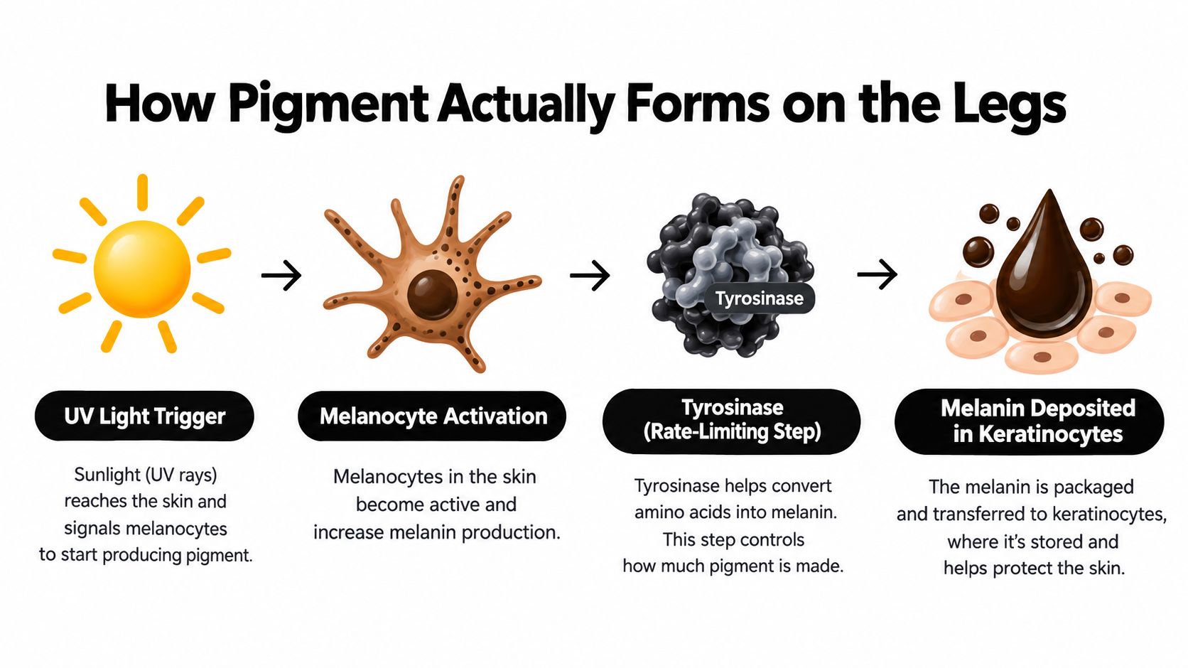 A diagram illustrating the biological process of how UV light triggers melanin production in skin cells.