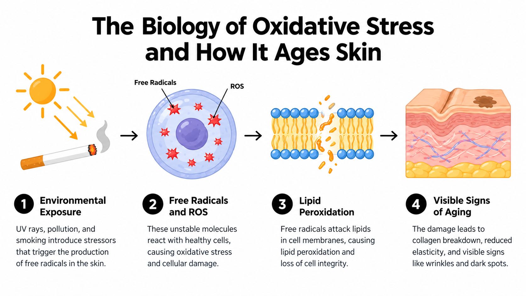 A diagram illustrating how UV rays and smoke cause oxidative stress, damaging skin cells and causing aging.