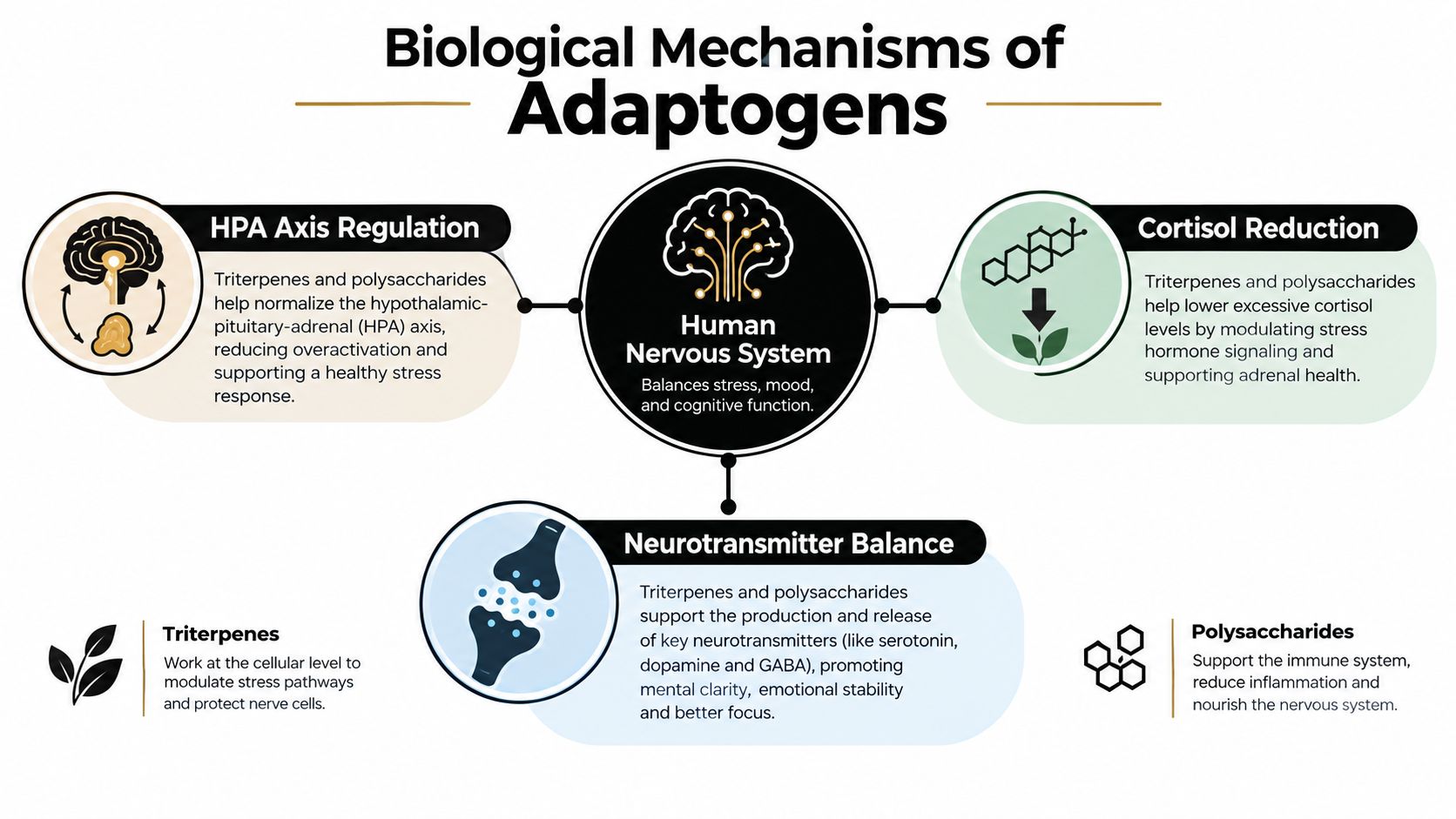 An infographic showing how adaptogens benefit the human nervous system through various biological mechanisms and compounds.
