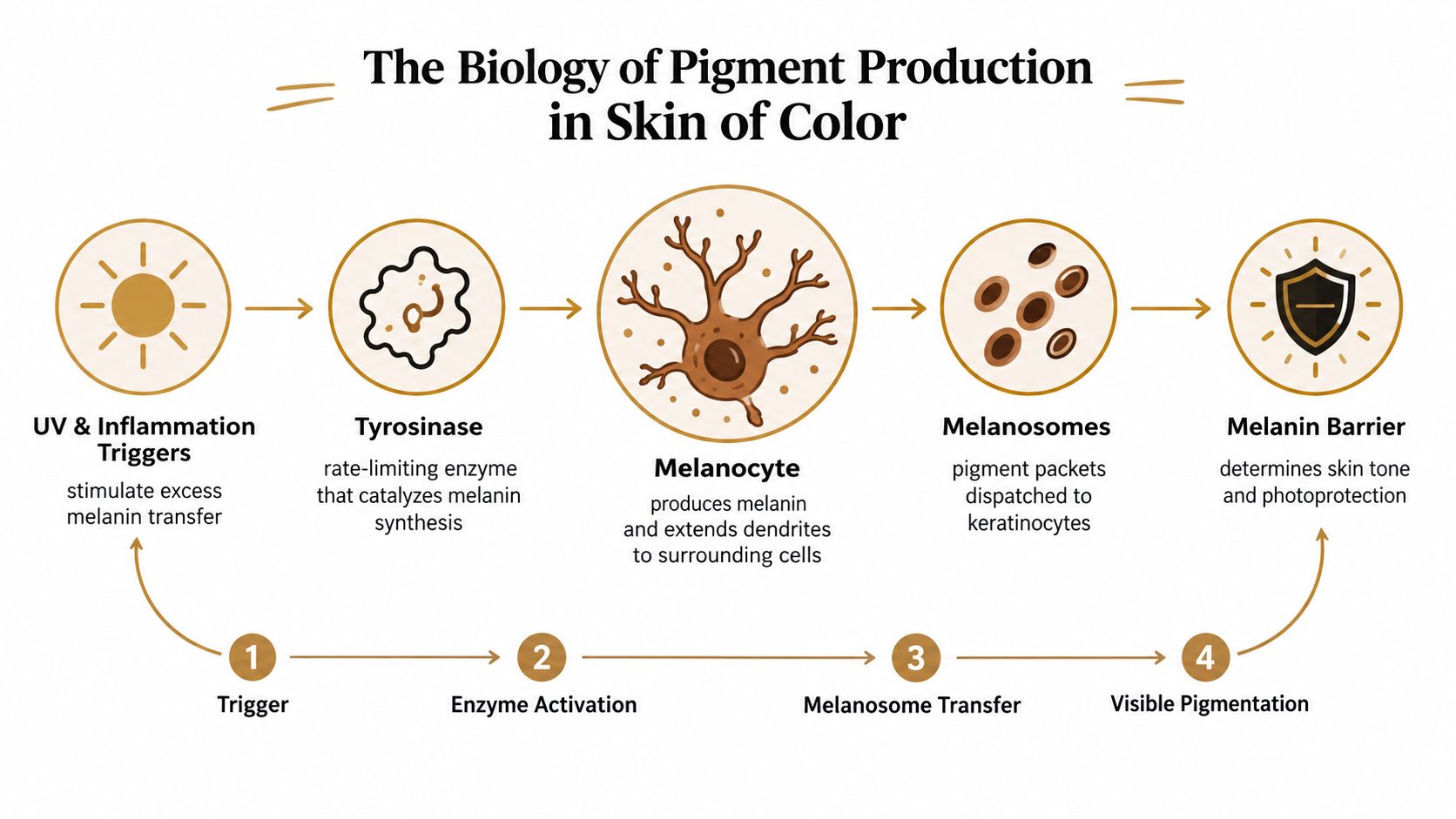 A scientific infographic showing the step-by-step biological process of melanin production in skin of color.