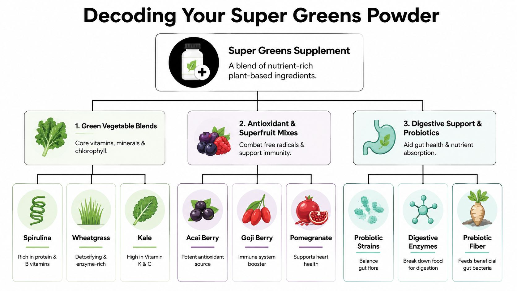 A diagram illustrating the components of a super greens powder supplement, including vegetables, fruits, and probiotics.