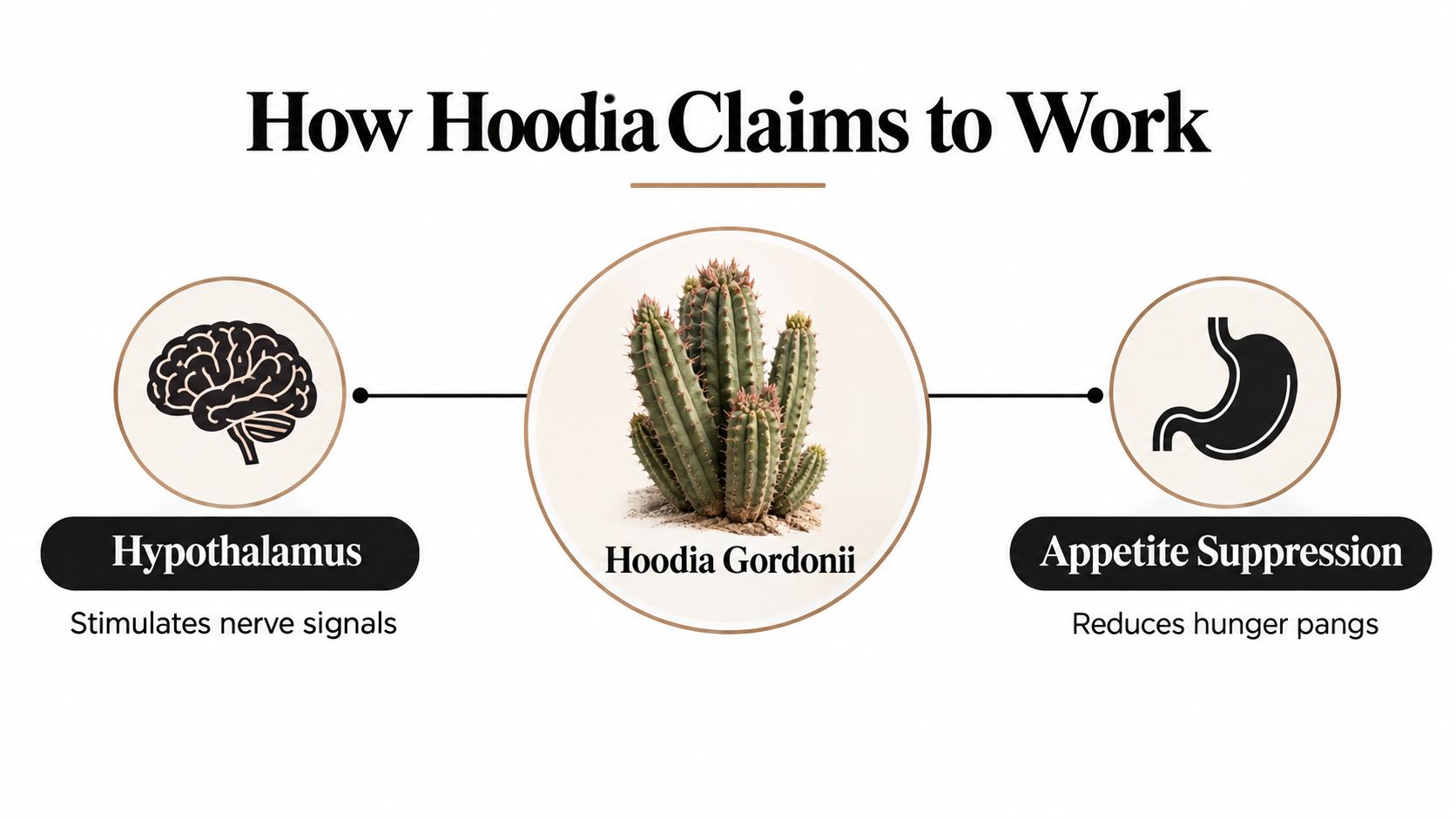 A diagram illustrating how the Hoodia Gordonii plant claims to suppress appetite through the hypothalamus.