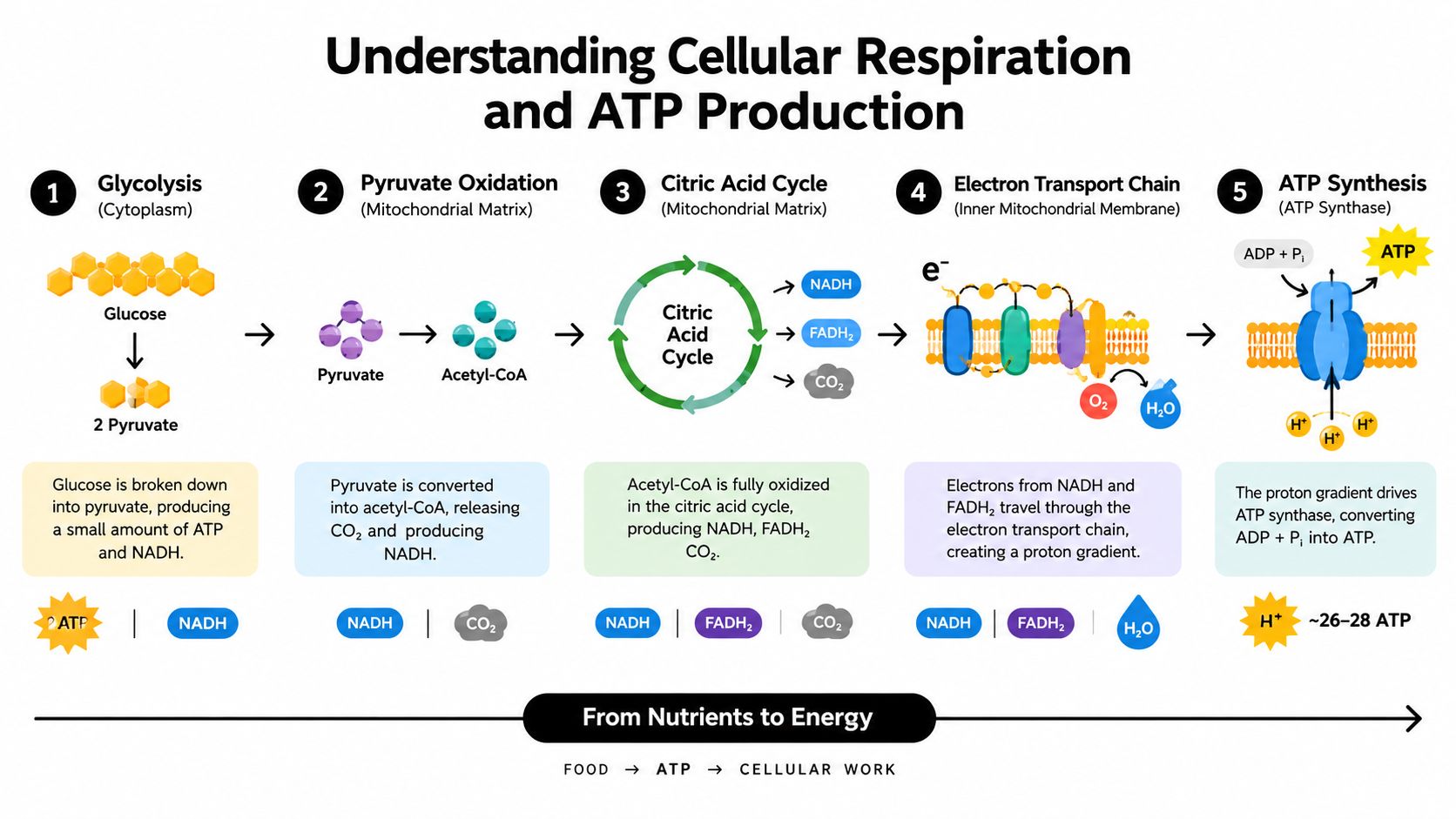 A diagram illustrating the five stages of cellular respiration and ATP production from glucose to cellular energy.