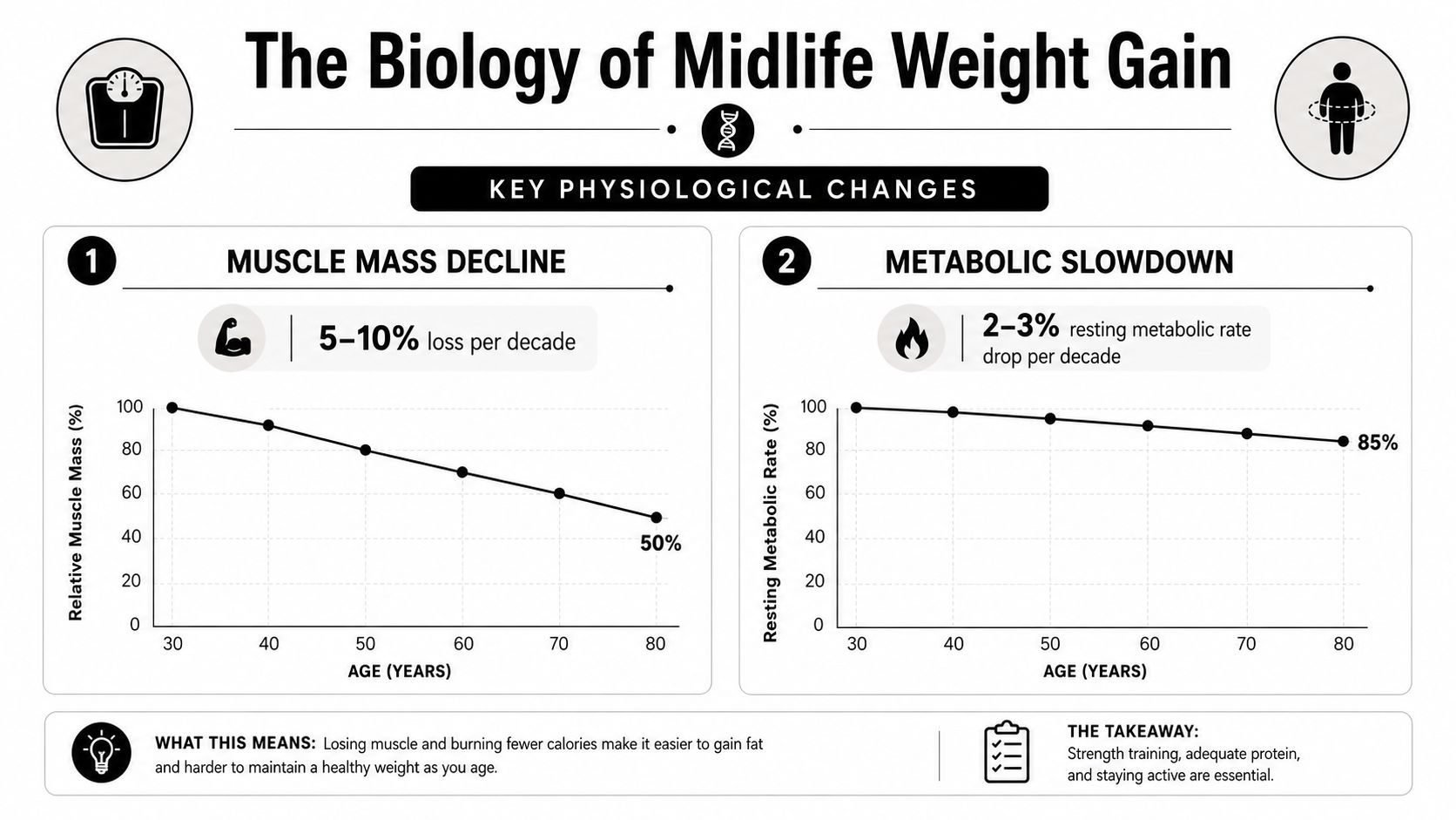 An infographic showing the biology of midlife weight gain through muscle mass decline and metabolic rate reduction.