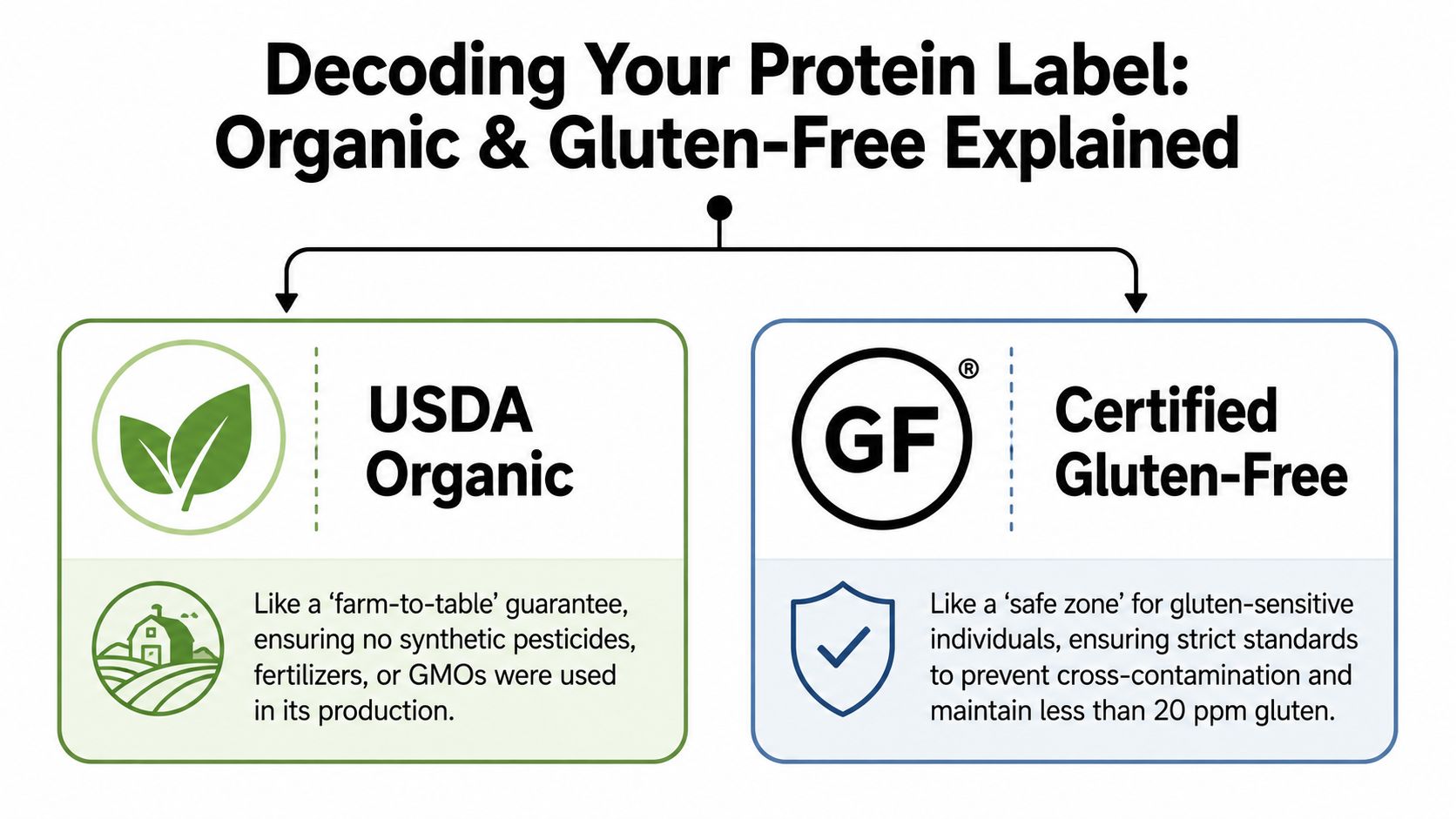 A diagram explaining USDA Organic and Certified Gluten-Free labels for protein products in a simple guide.