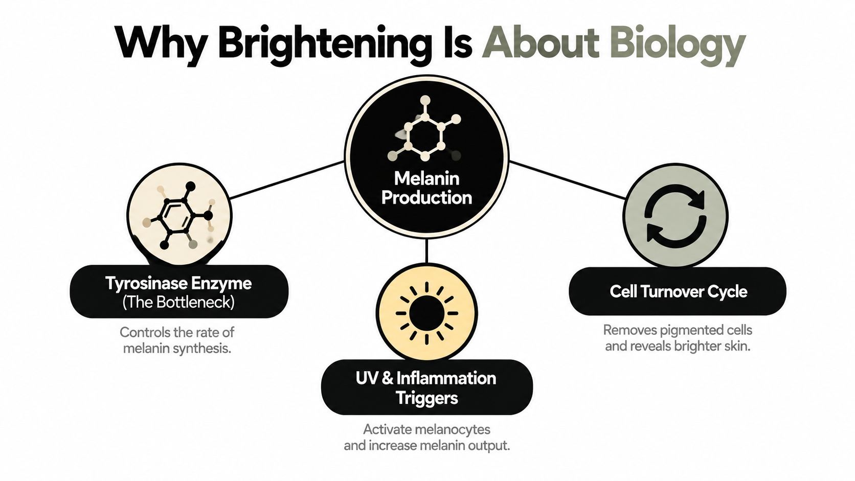 An educational infographic explaining the biological processes of skin brightening, including melanin production, enzymes, and cell turnover.