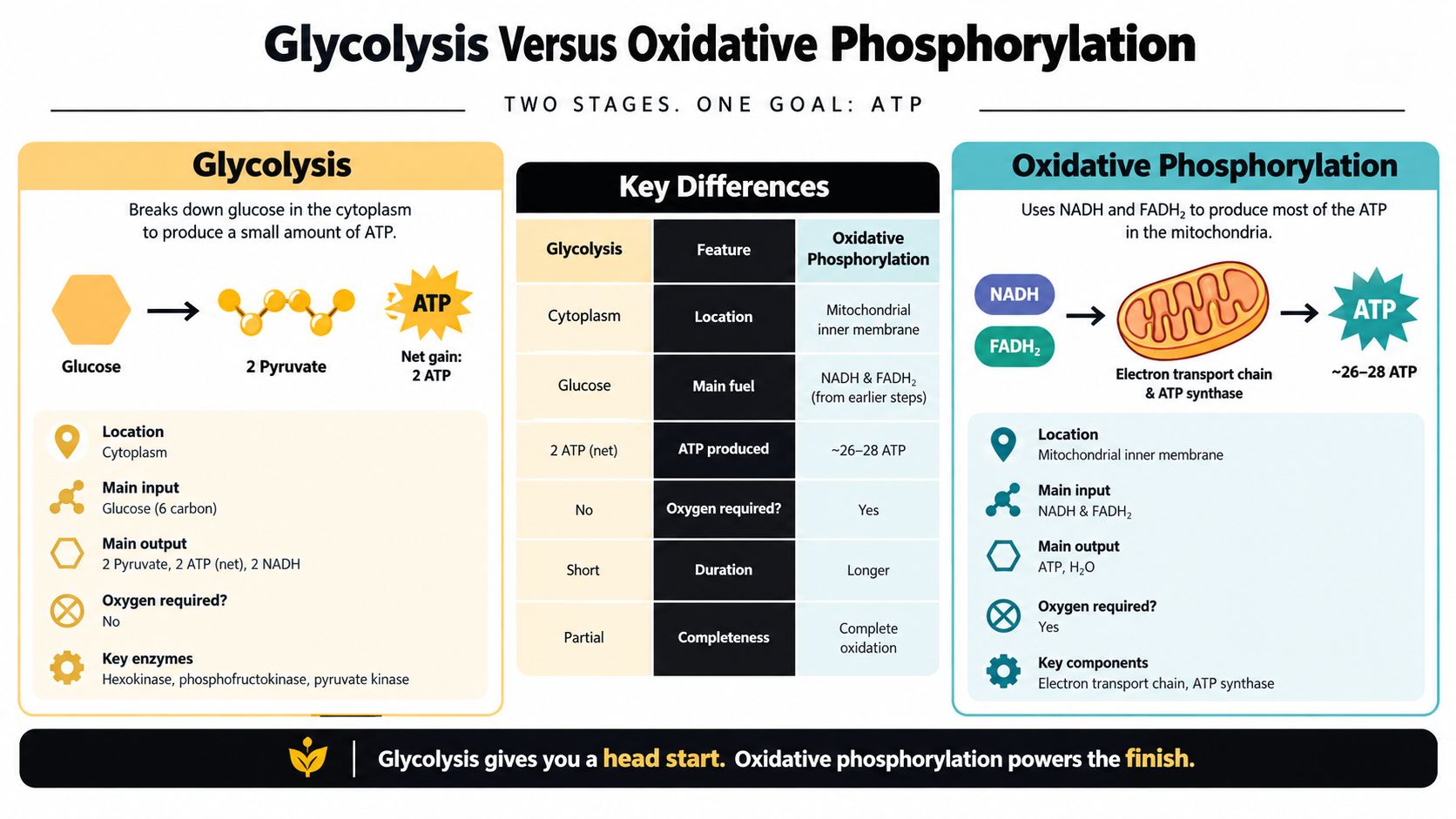 A comparison chart showing how glycolysis and oxidative phosphorylation produce ATP for cellular energy in organisms.