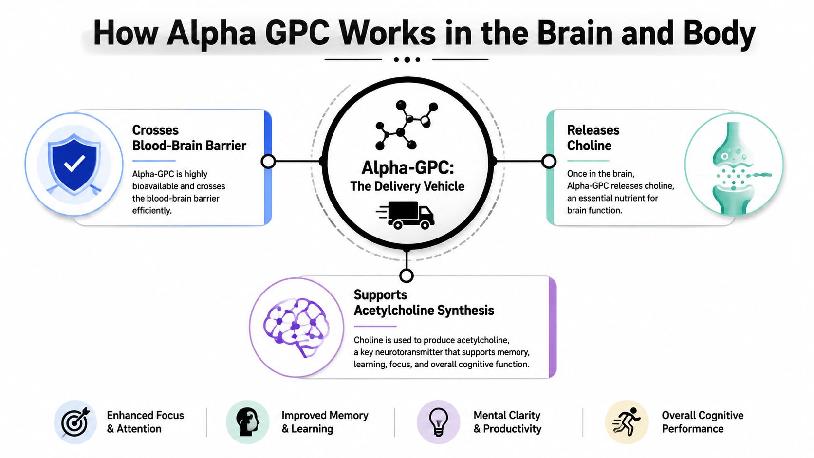 A diagram illustrating how the supplement Alpha-GPC crosses the blood-brain barrier and supports acetylcholine synthesis for cognitive health.