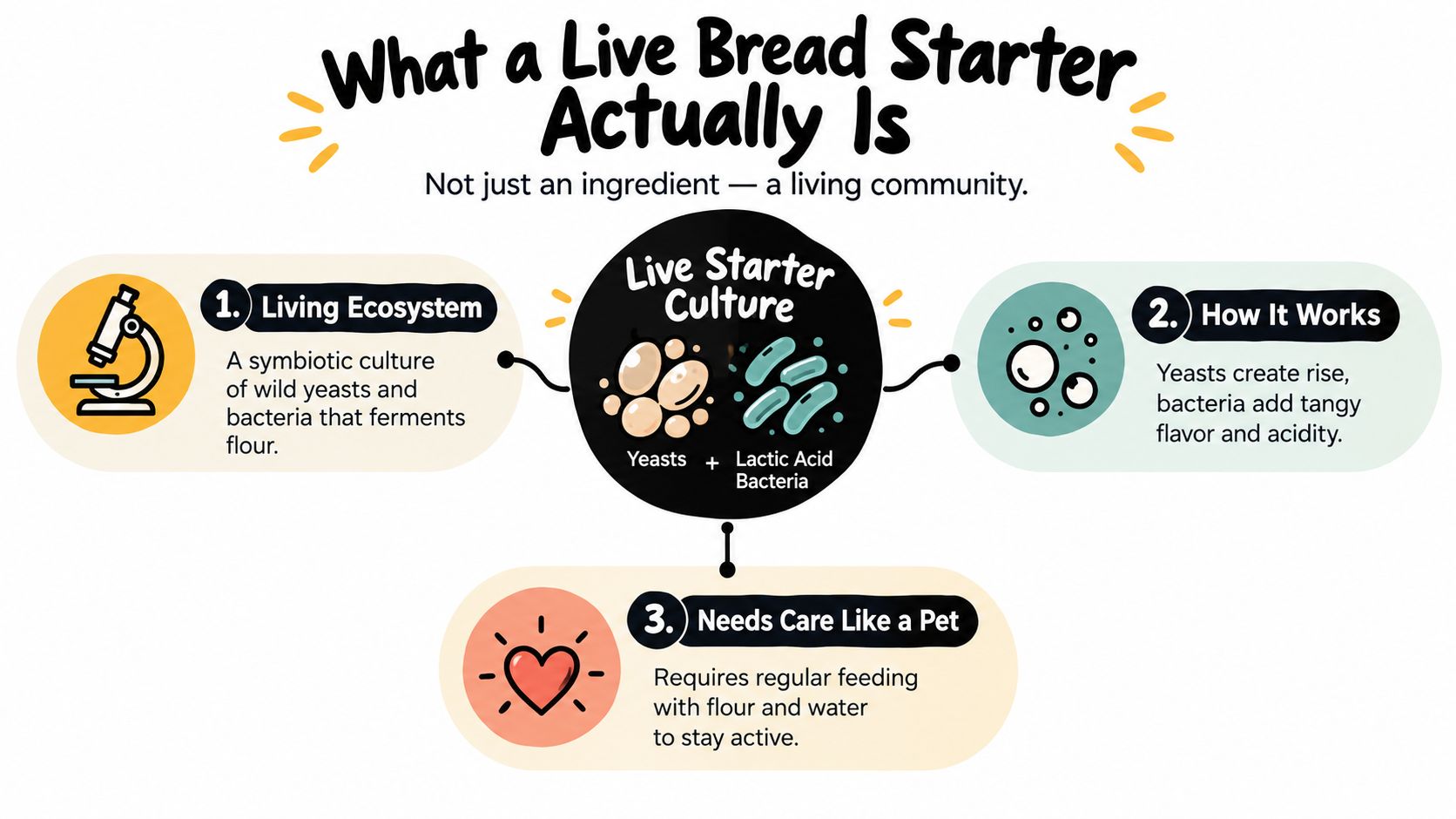 An infographic explaining what a live sourdough bread starter is, featuring three key points about its ecosystem.