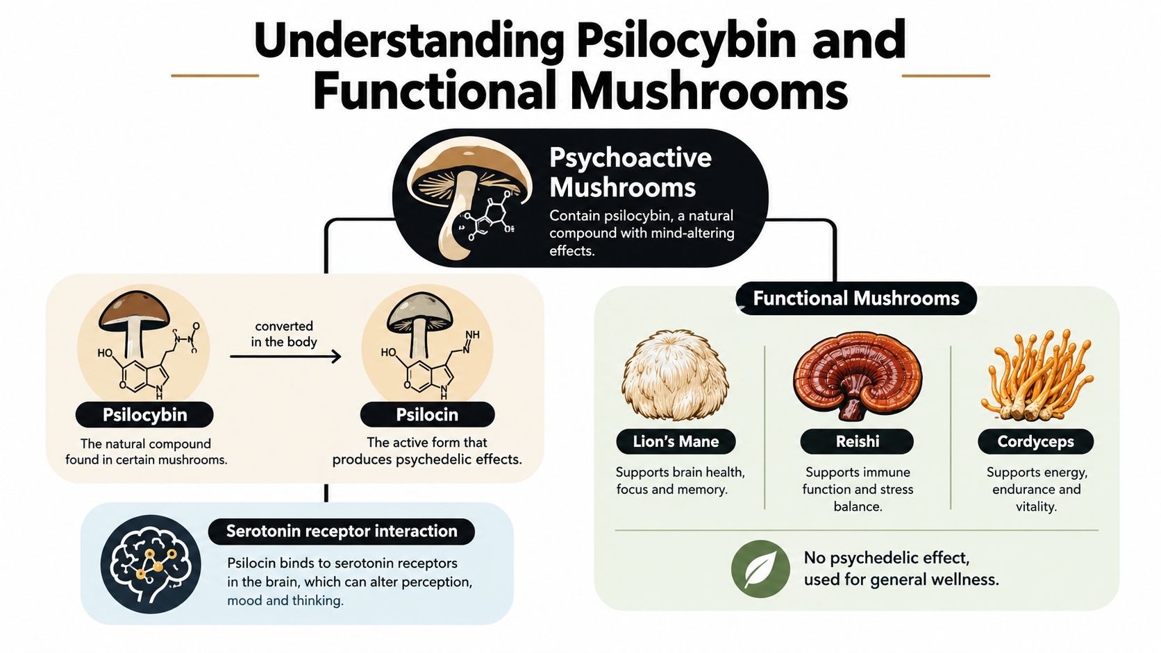 An infographic titled Understanding Psilocybin and Functional Mushrooms explaining their distinct chemical and health-related properties.