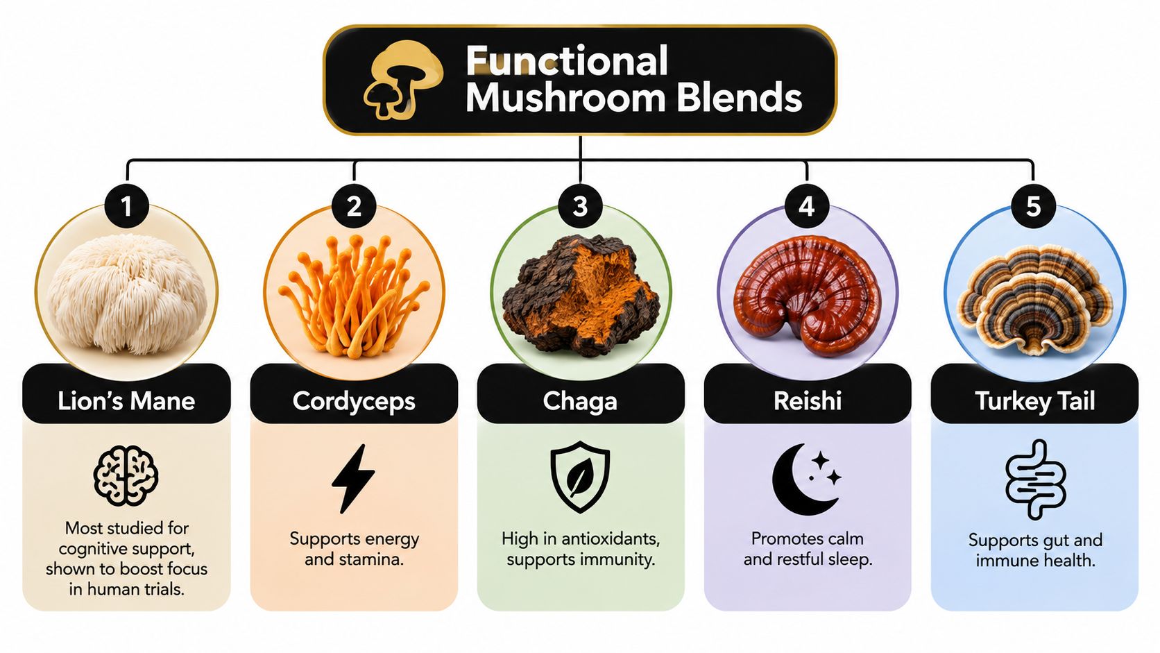 A diagram displaying five types of functional mushrooms, their specific health benefits, and their unique appearances.
