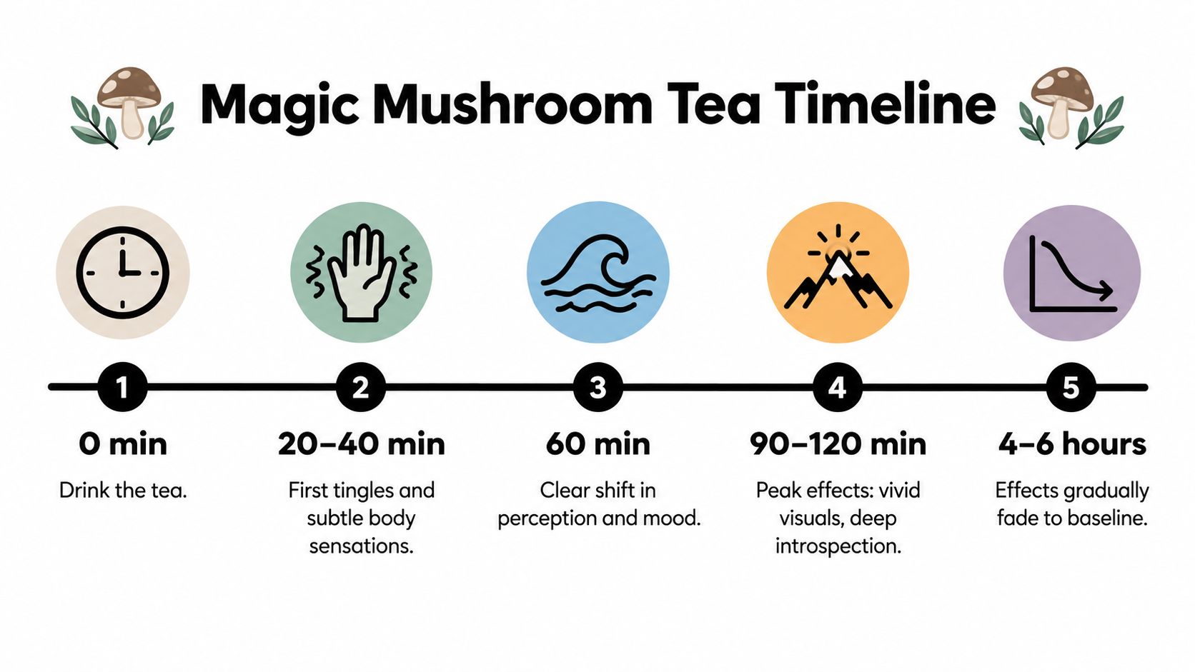 A timeline graphic showing the onset, peak, and duration phases of magic mushroom tea consumption.