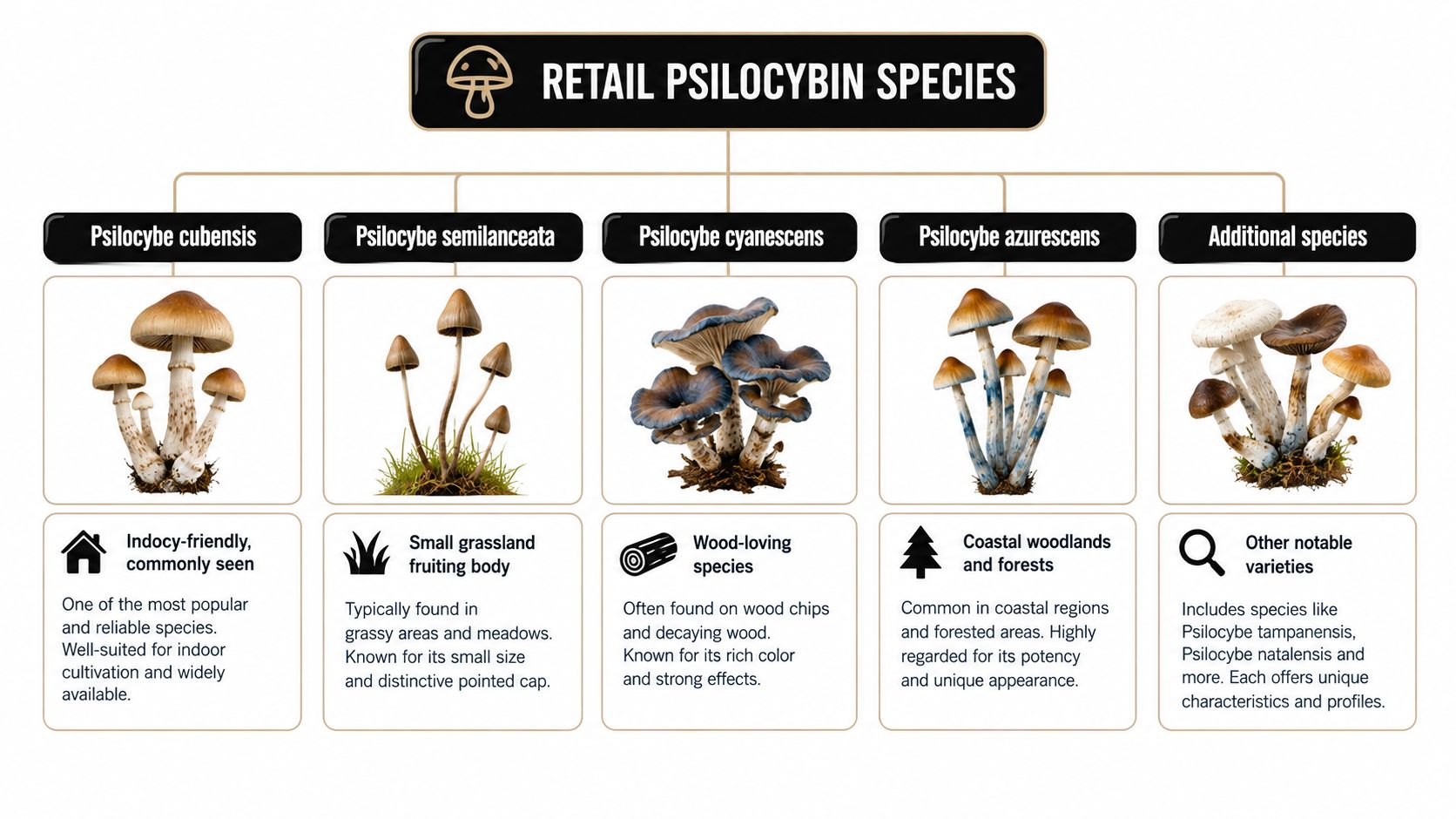 A visual guide comparing five common retail psilocybin mushroom species with descriptions of their habitats and characteristics.