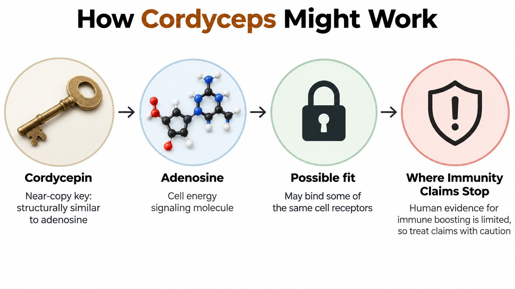 A diagram illustrating how cordycepin molecules structurally mimic adenosine to potentially bind with cell receptors for effects.
