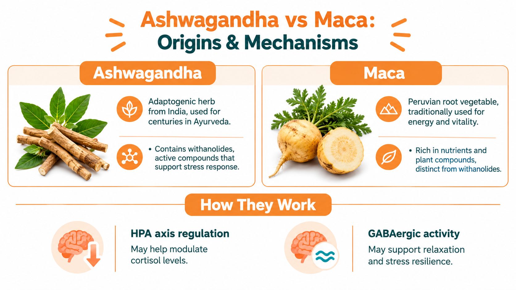 A comparison chart showing the origins, benefits, and mechanisms of action for ashwagandha and maca supplements.