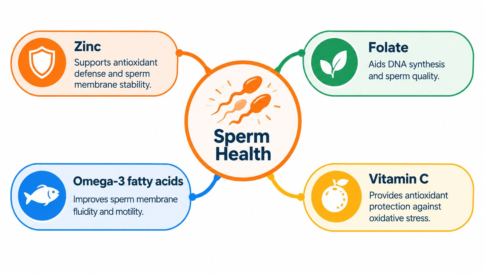 An infographic showing four essential nutrients for sperm health: Zinc, Folate, Omega-3 fatty acids, and Vitamin C.