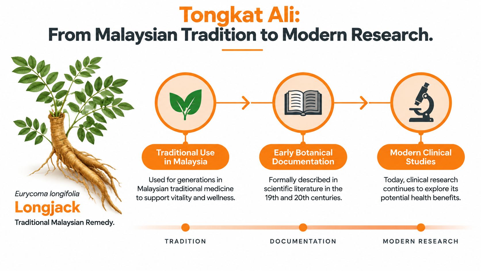 A timeline graphic showing the history of Tongkat Ali, from traditional Malaysian medicine to modern clinical research.