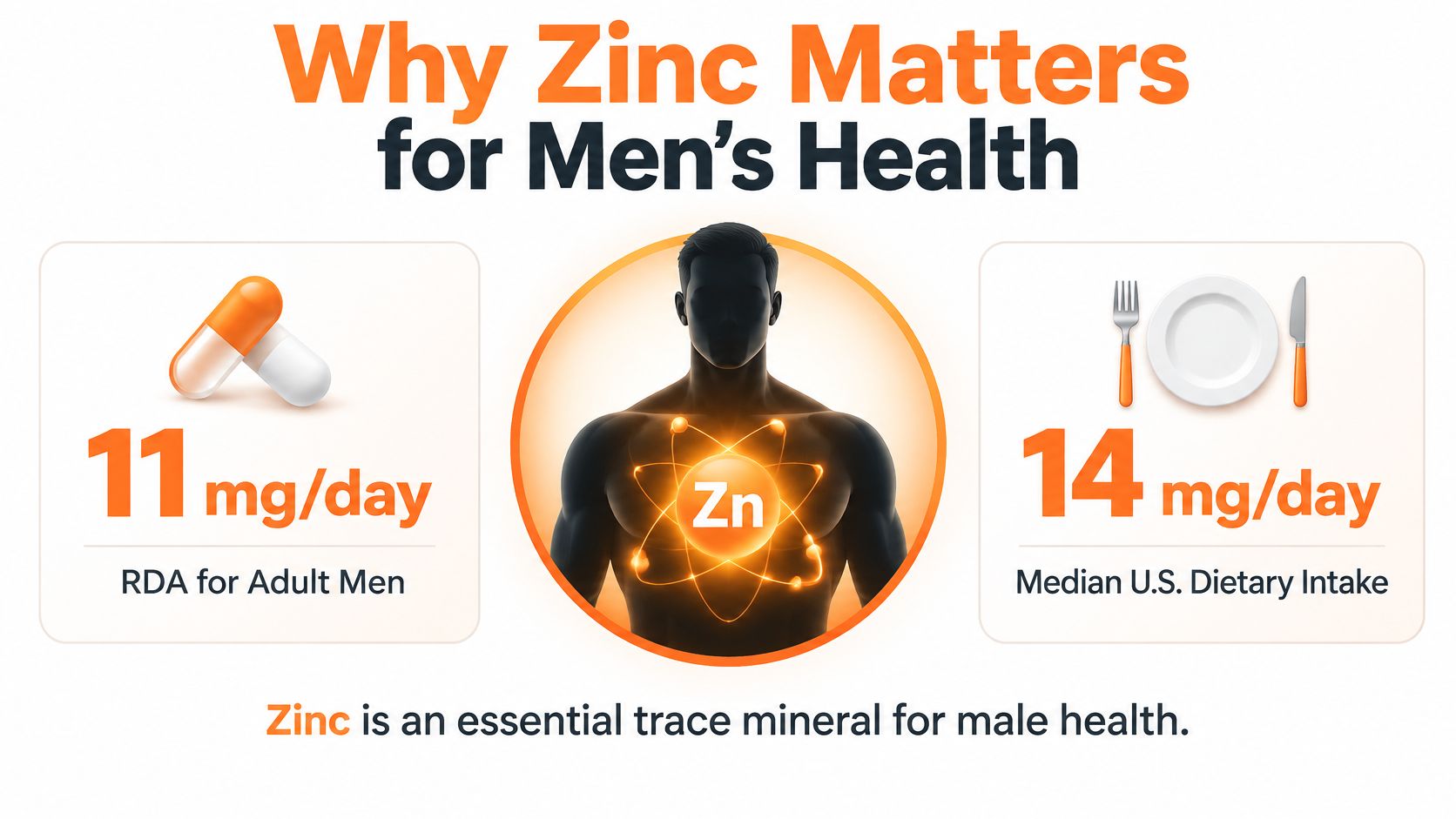 An infographic showing that the RDA of zinc for adult men is 11mg per day.