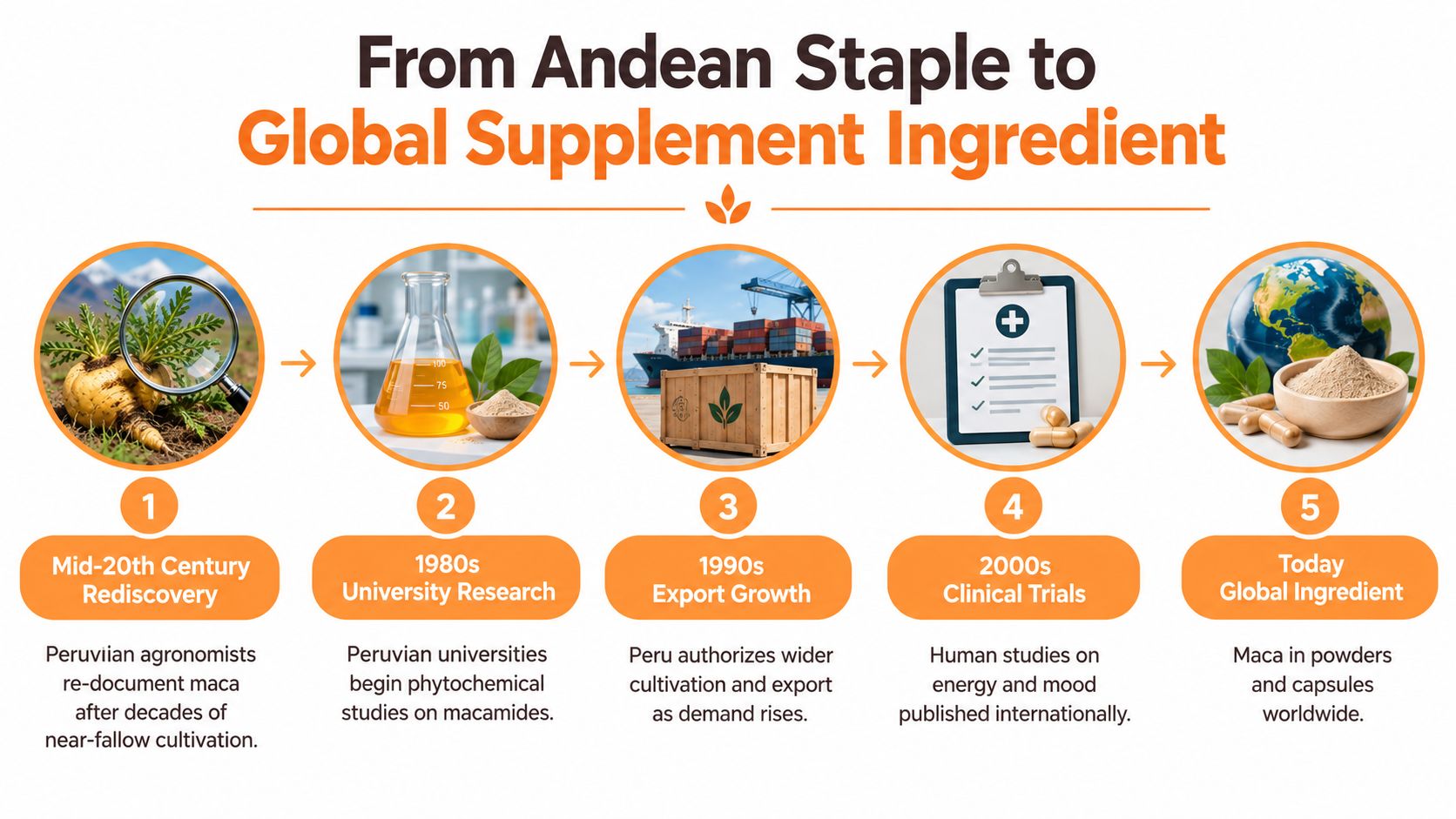 An infographic showing the historical journey and global growth of maca root from Peru to worldwide consumption.