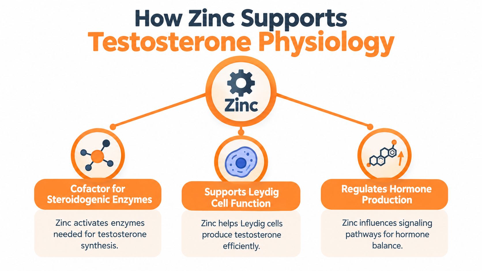 A diagram explaining how zinc supports testosterone physiology through enzymatic, cellular, and hormonal regulation processes.