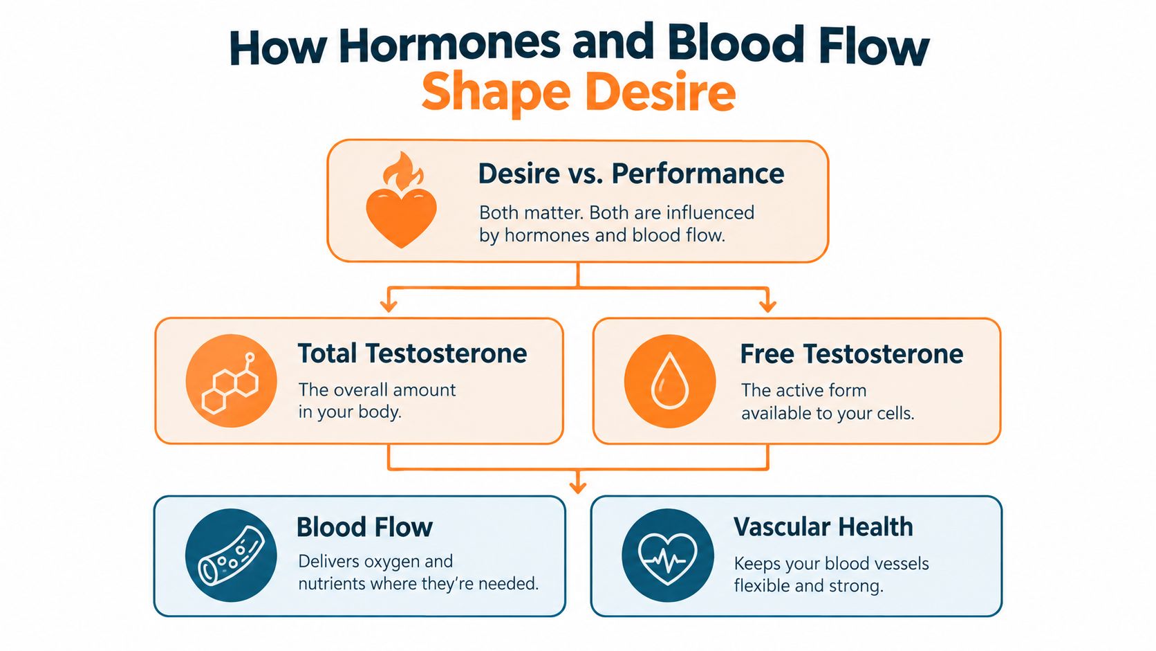 A flowchart explaining how hormones like testosterone and vascular health influence human libido and sexual desire.
