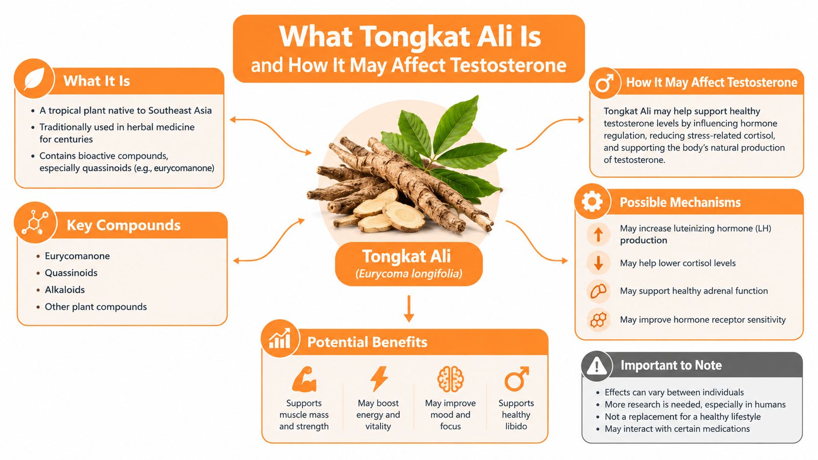 An infographic explaining how Tongkat Ali impacts testosterone levels, key compounds, potential benefits, and important safety notes.
