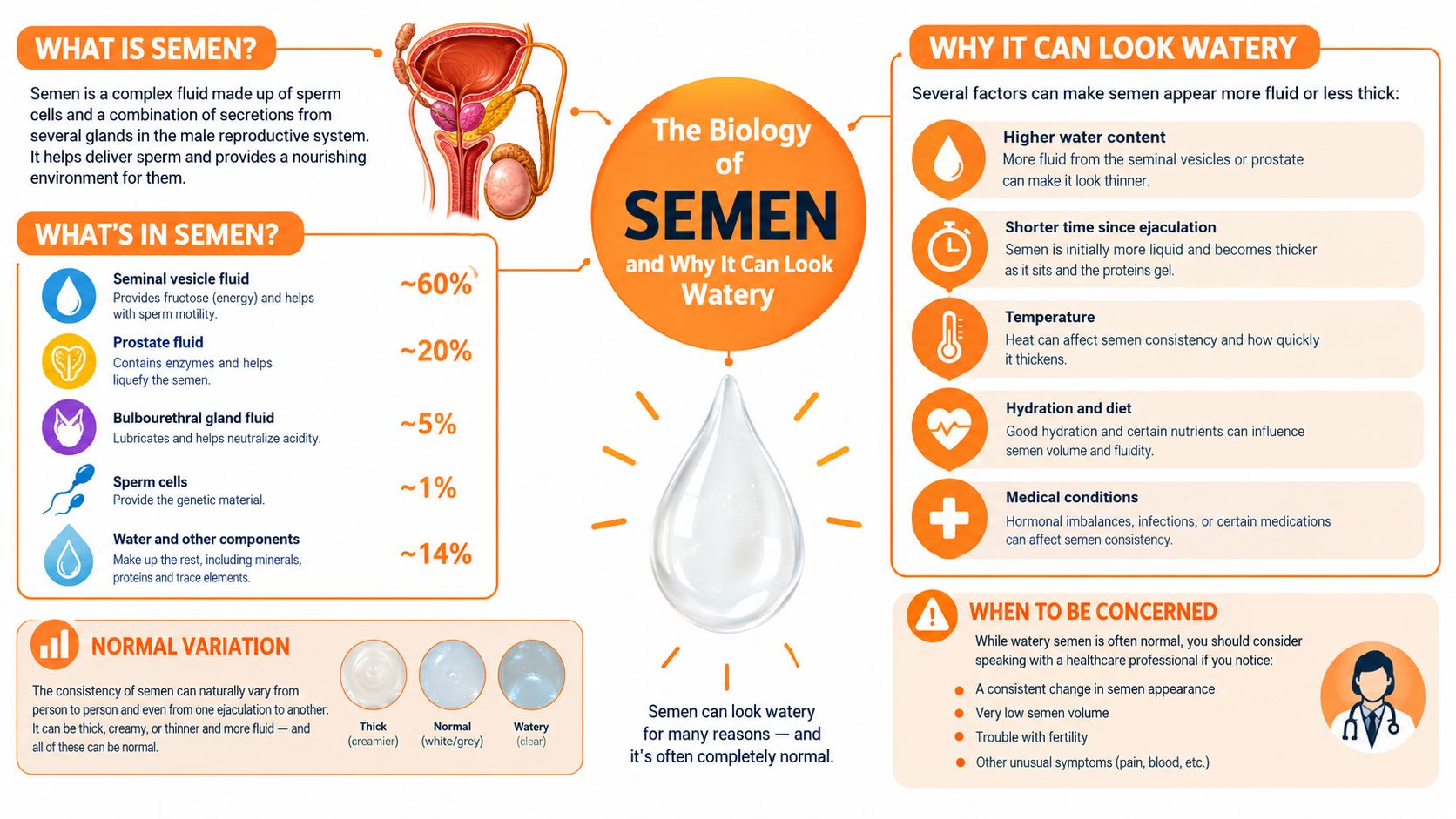An infographic explaining the biology of semen and the various reasons why it may appear watery.