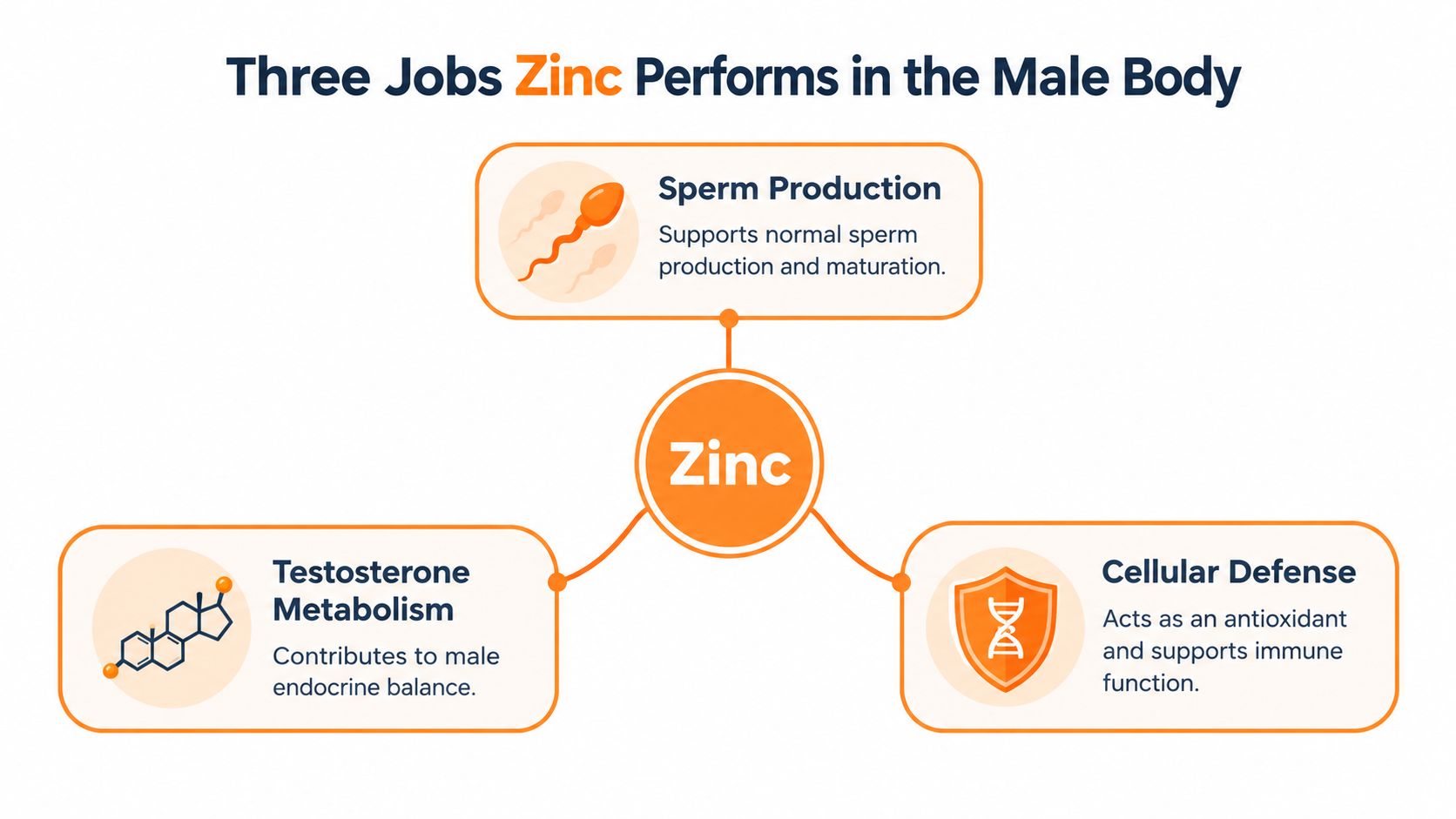 A diagram illustrating three main roles of zinc in male health: sperm production, testosterone metabolism, and cellular defense.