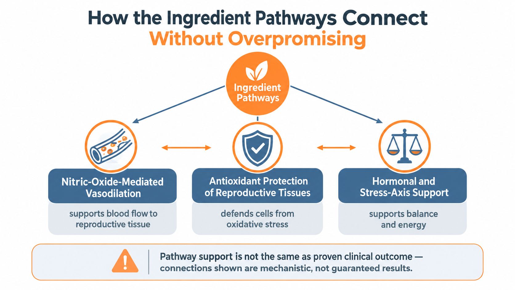 A diagram illustrating how dietary ingredient pathways support reproductive health through blood flow, antioxidant protection, and hormonal balance.