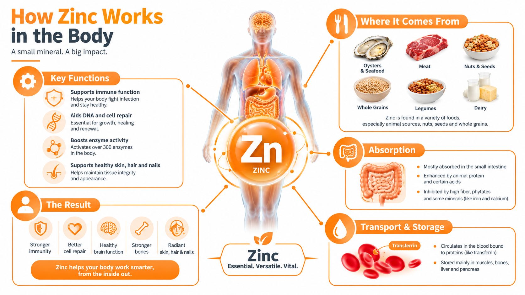 An infographic detailing the biological functions, dietary sources, absorption, and storage of zinc in the human body.