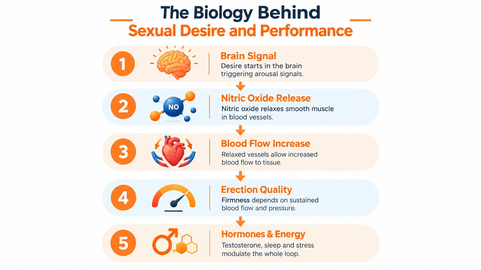 A five-step infographic explaining the biological process of male sexual desire, performance, and blood flow mechanics.