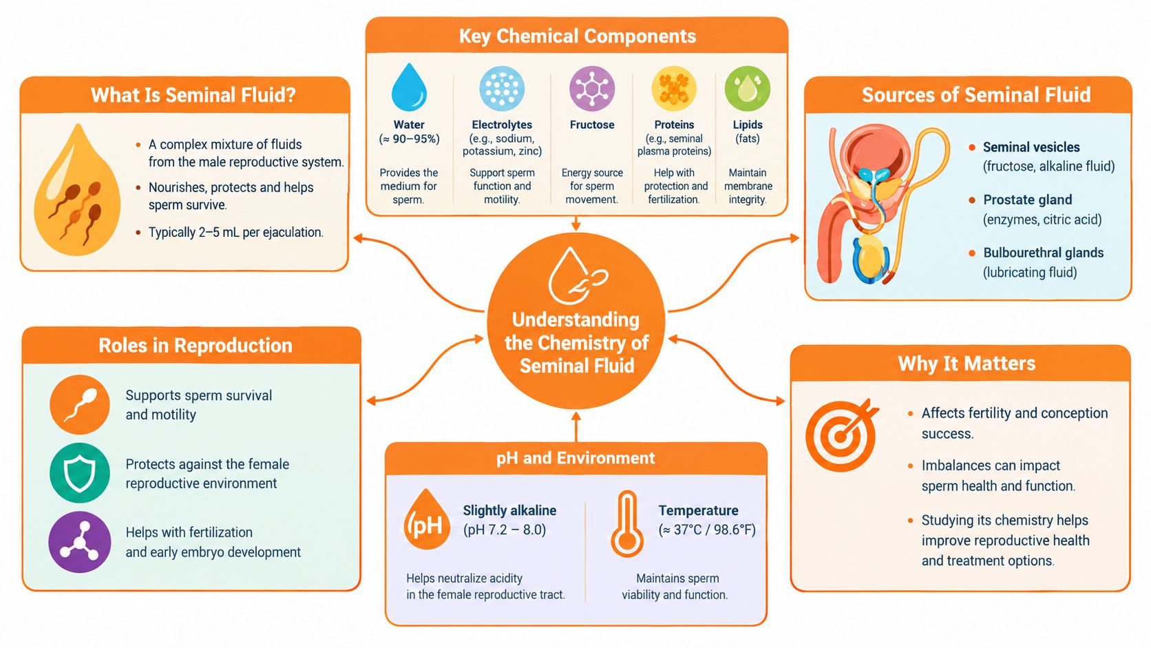 An infographic detailing the chemical components, functions, and reproductive roles of seminal fluid in human anatomy.