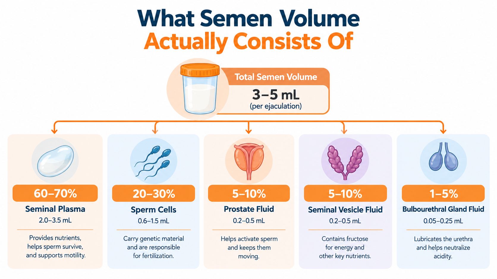 A detailed infographic showing the composition and components of a normal semen ejaculate volume.