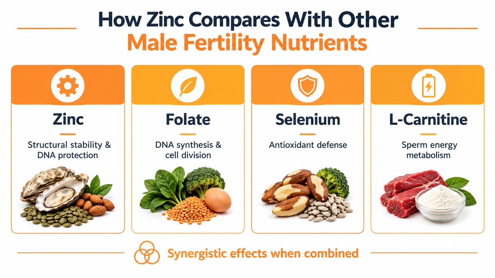An infographic comparing male fertility nutrients, highlighting the roles of zinc, folate, selenium, and L-carnitine.