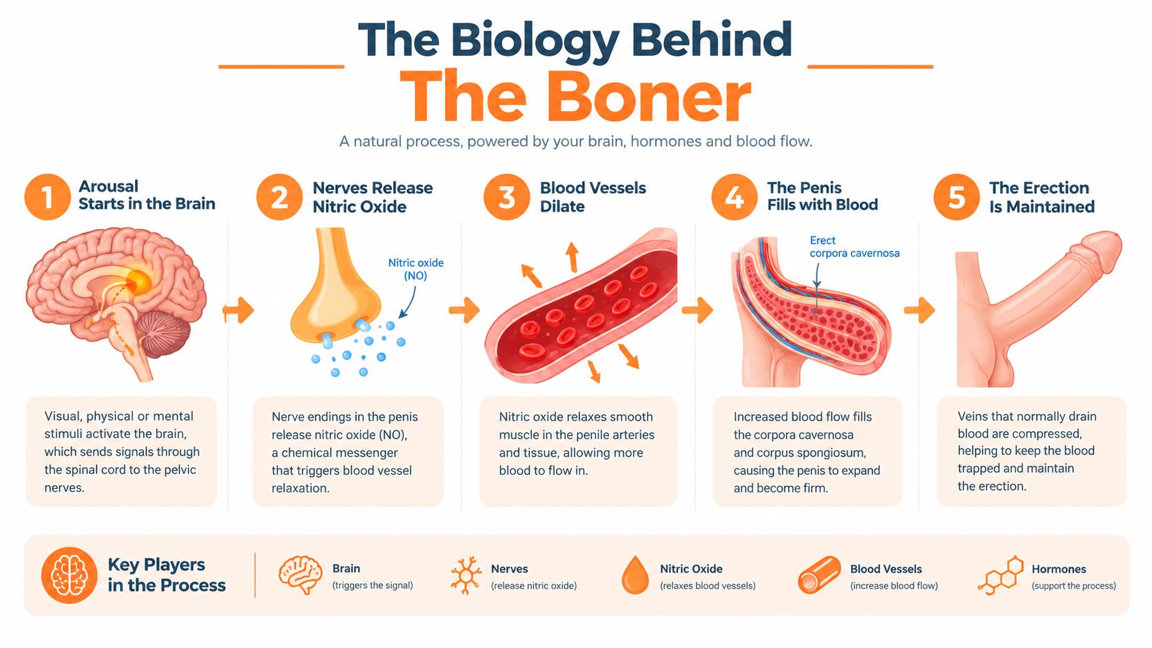 An infographic illustrating the five biological steps involved in the process of a human penile erection.