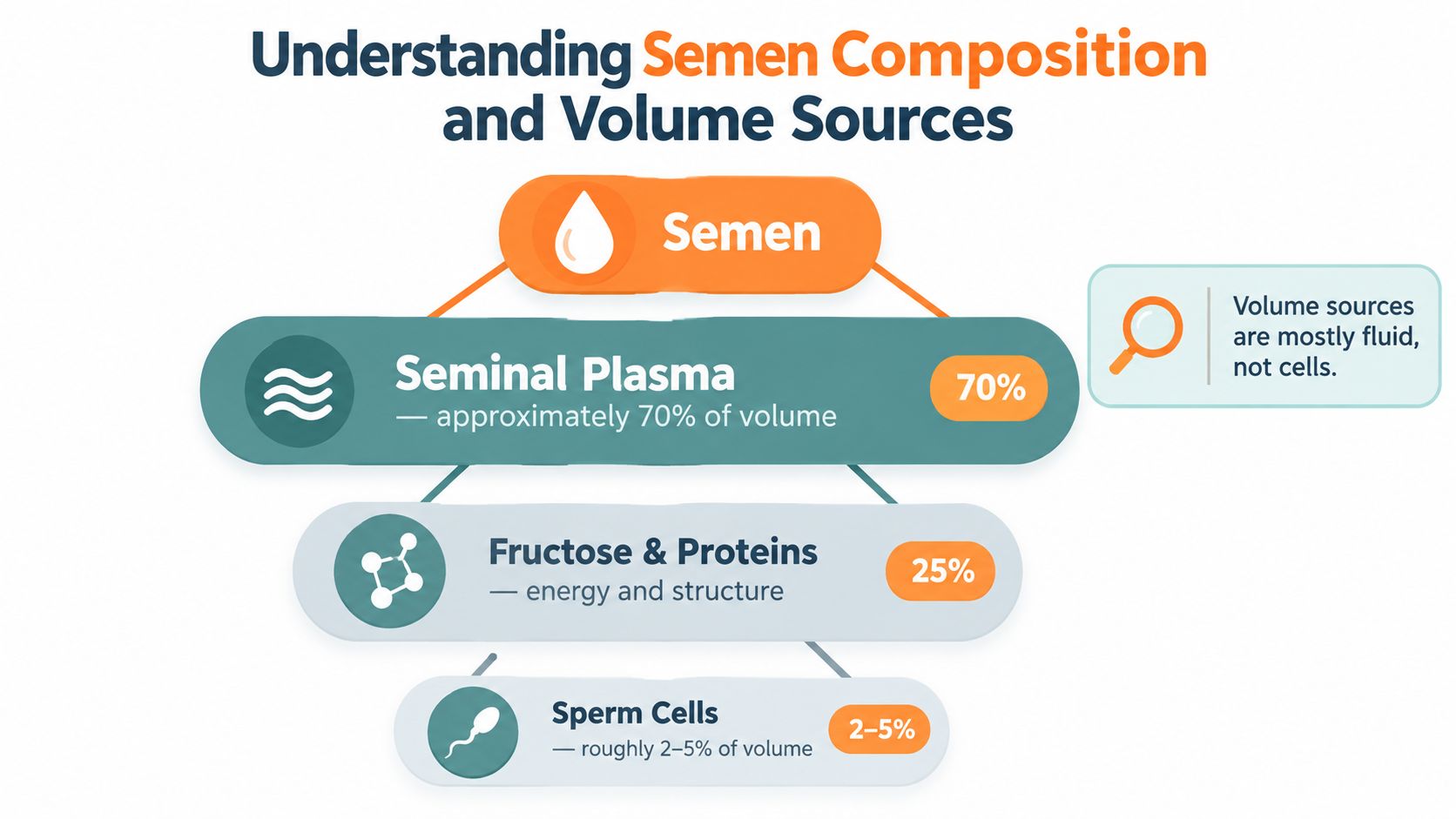 A diagram illustrating the breakdown of semen composition into seminal plasma, fructose, proteins, and sperm cells.