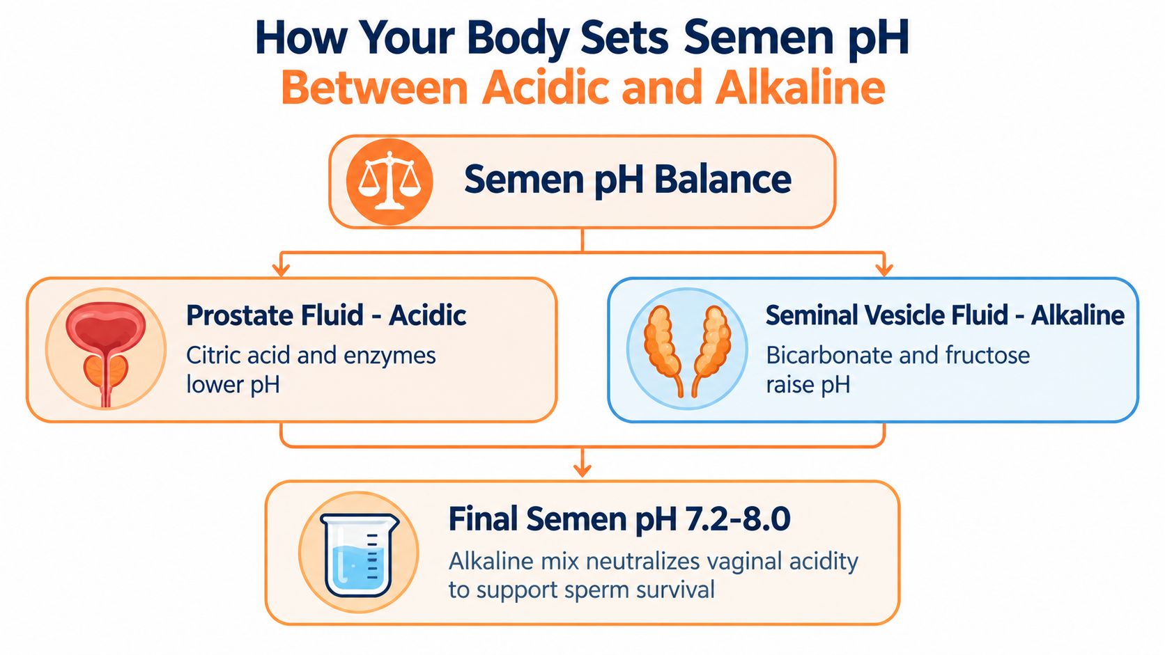 A diagram illustrating how prostate fluid and seminal vesicle fluid balance to determine final semen pH.