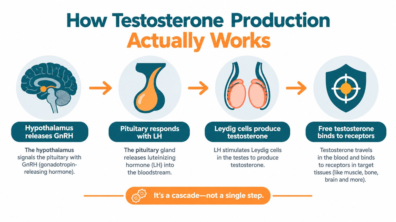 A diagram illustrating the HPG axis process showing how the brain signals the testes to produce testosterone.