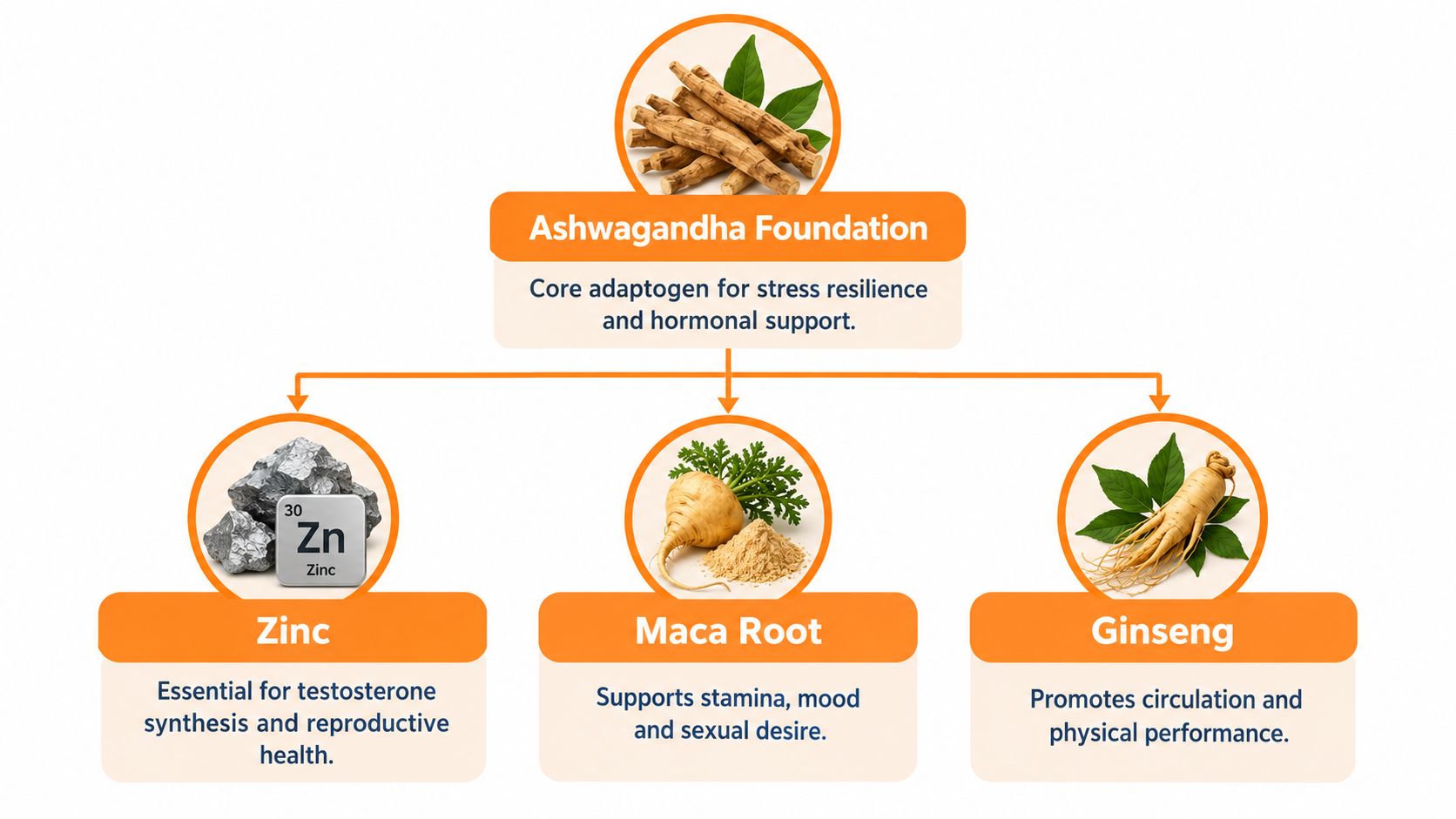 An infographic showing Ashwagandha as a central foundation ingredient supported by Zinc, Maca Root, and Ginseng.