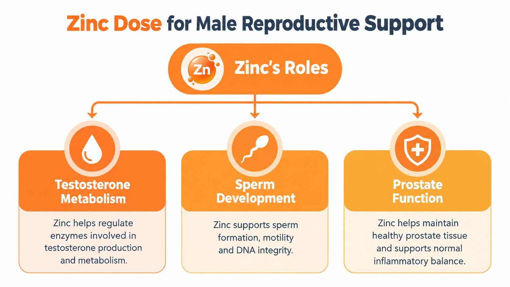 An infographic showing zinc's roles in male reproductive support, specifically testosterone metabolism, sperm development, and prostate function.