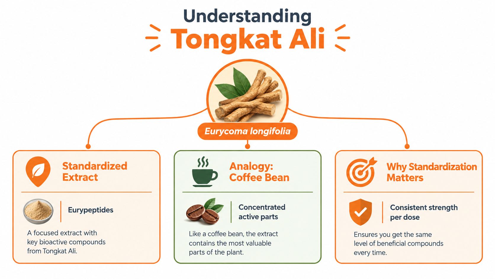 An infographic explaining Tongkat Ali, standardized extracts, and the benefits of consistent dosing for supplement users.