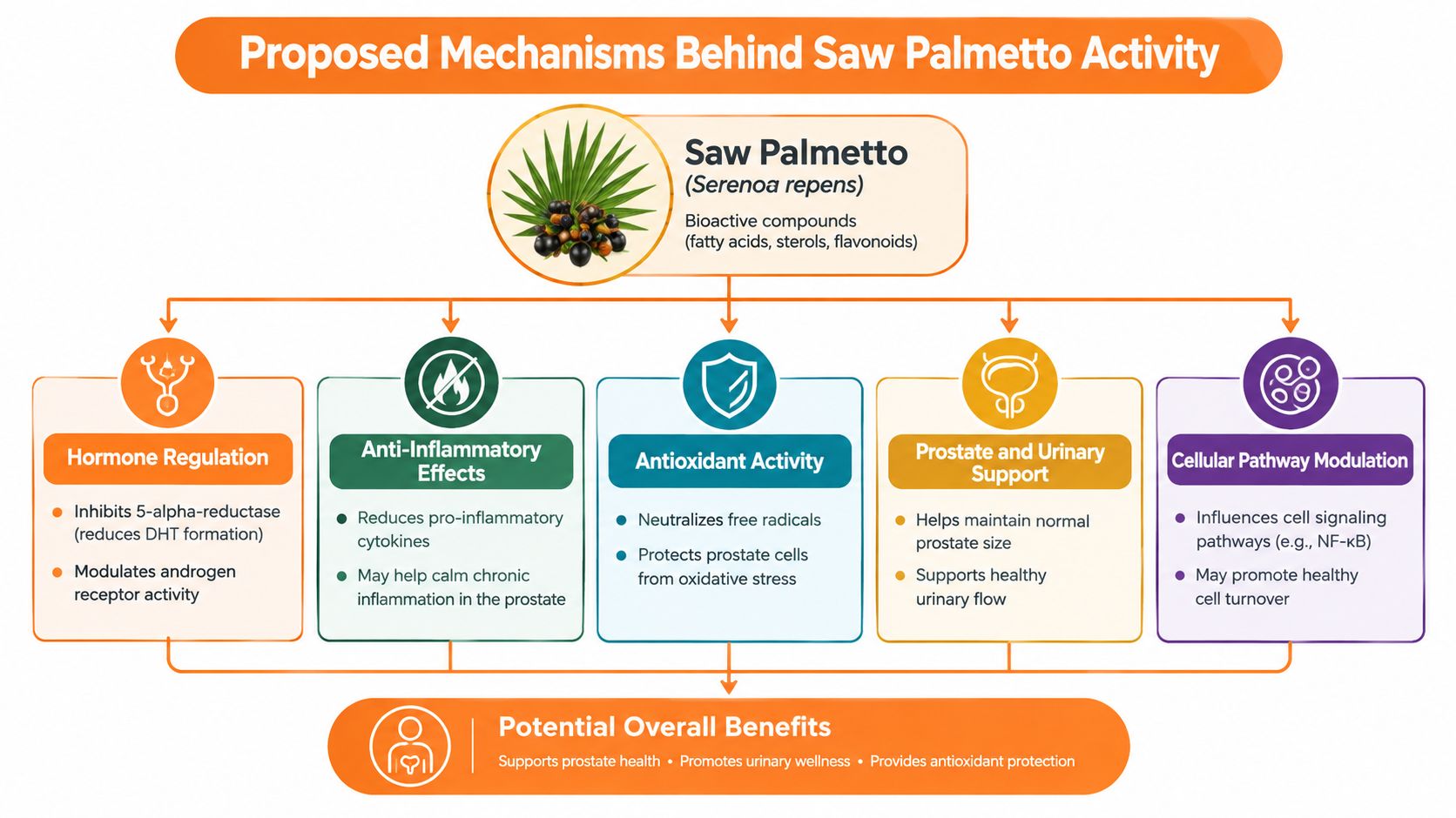 A diagram illustrating the proposed mechanisms behind Saw Palmetto activity, including hormone regulation and anti-inflammatory effects.